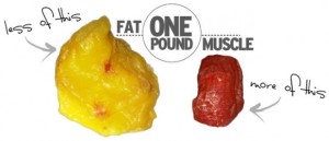 muscle vs fat one pound weight loss